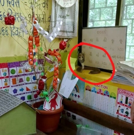 Snake visits classroom in Savoi-Verem