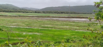 The Goan EveryDay: Opposition intensifies against new Borim bridge through  Loutolim khazan lands