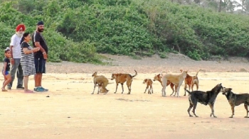 Stray dog attacks on South Goa beaches injure three senior citizens