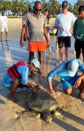 ﻿Sea turtle rescued by fishermen at Mobor