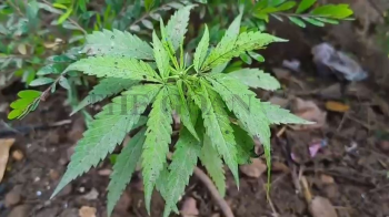 ﻿Another cannabis plant found in Smart City