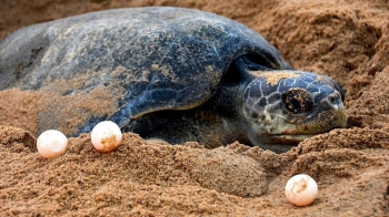 ﻿Olive Ridley turtle graces Calangute beach, lays 126 eggs in rare sighting