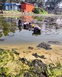 WRD begins algae cleanup at Colva creek amid stagnation concerns