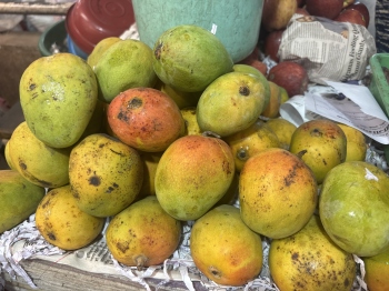 Mango season begins with higher prices and limited availability of local varieties