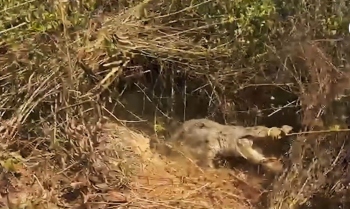 Croc relocated away from Xeldem Lake