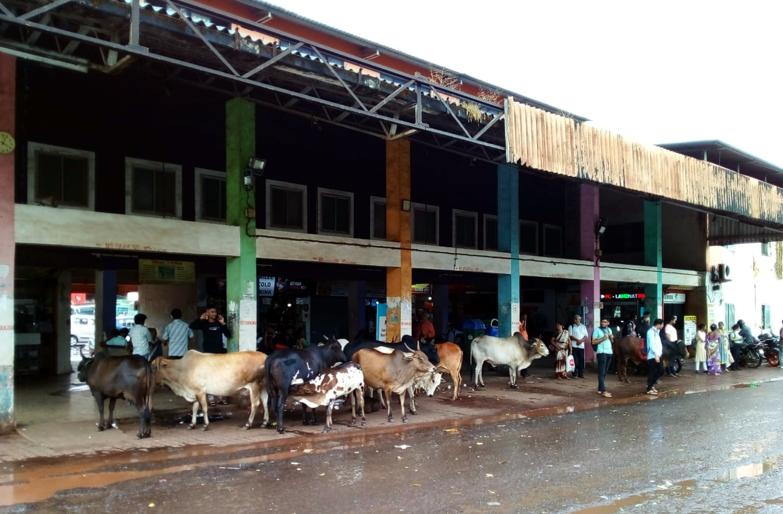 During rains, Mapusa bus-stand sought after shelter by cattle