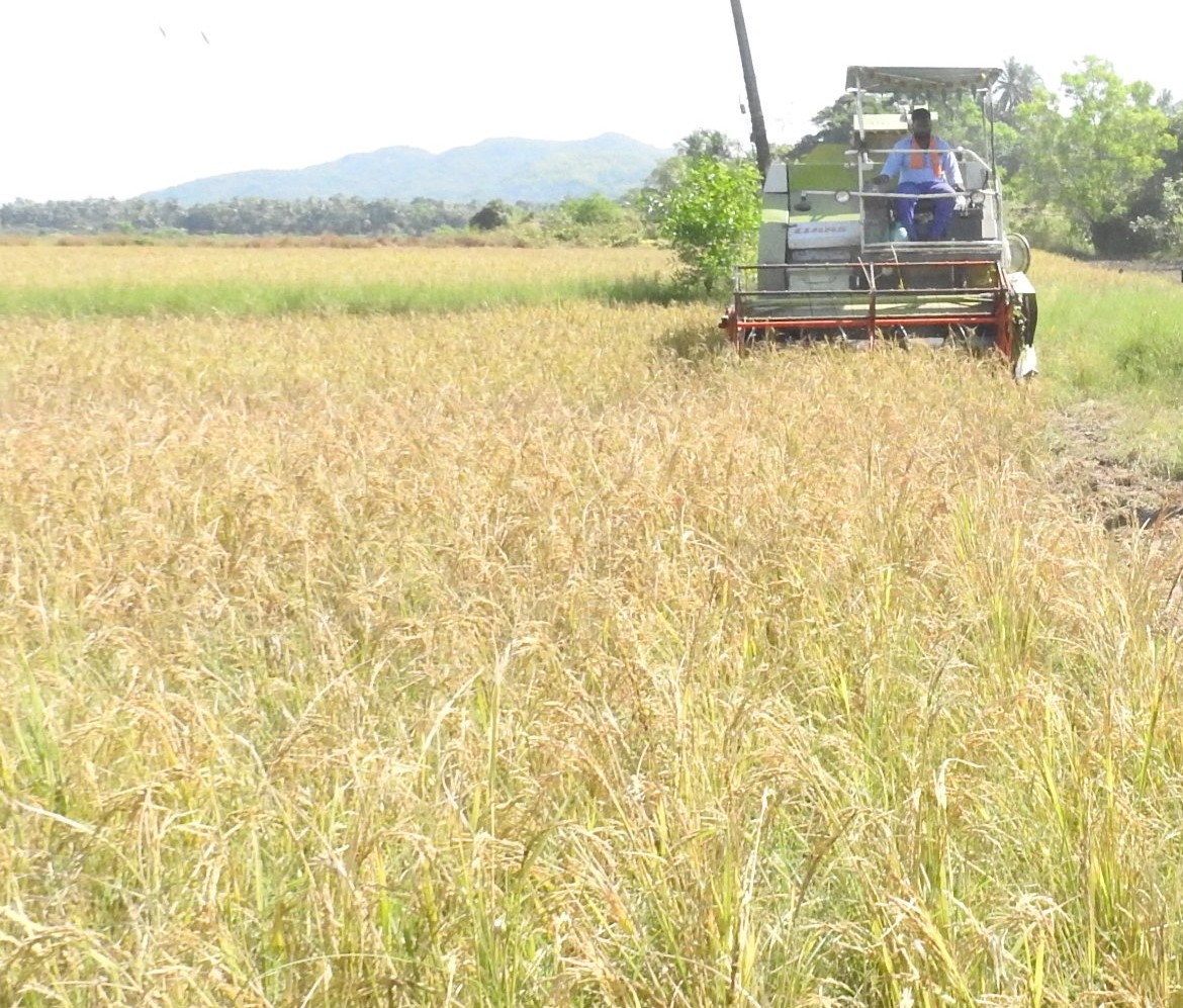 With monsoon playing truant, Chinchinim farmers to take chances in transplanting paddy at Patto fields