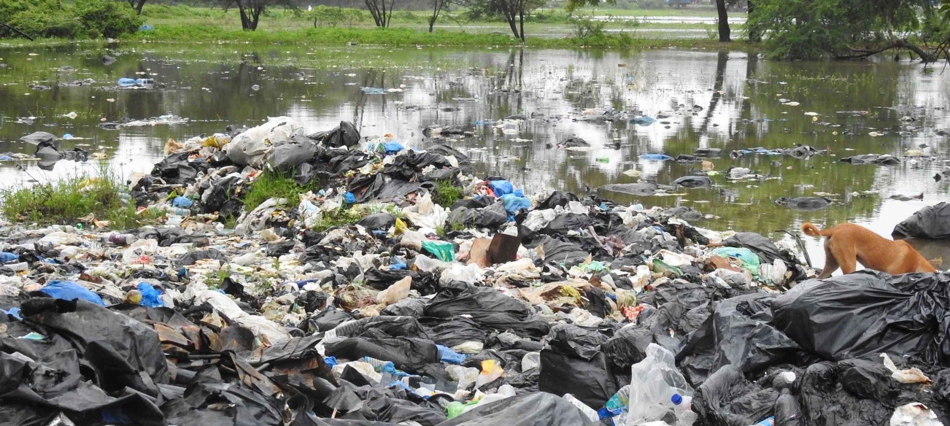 Waste dump near South Goa district hospital finds its way into water body