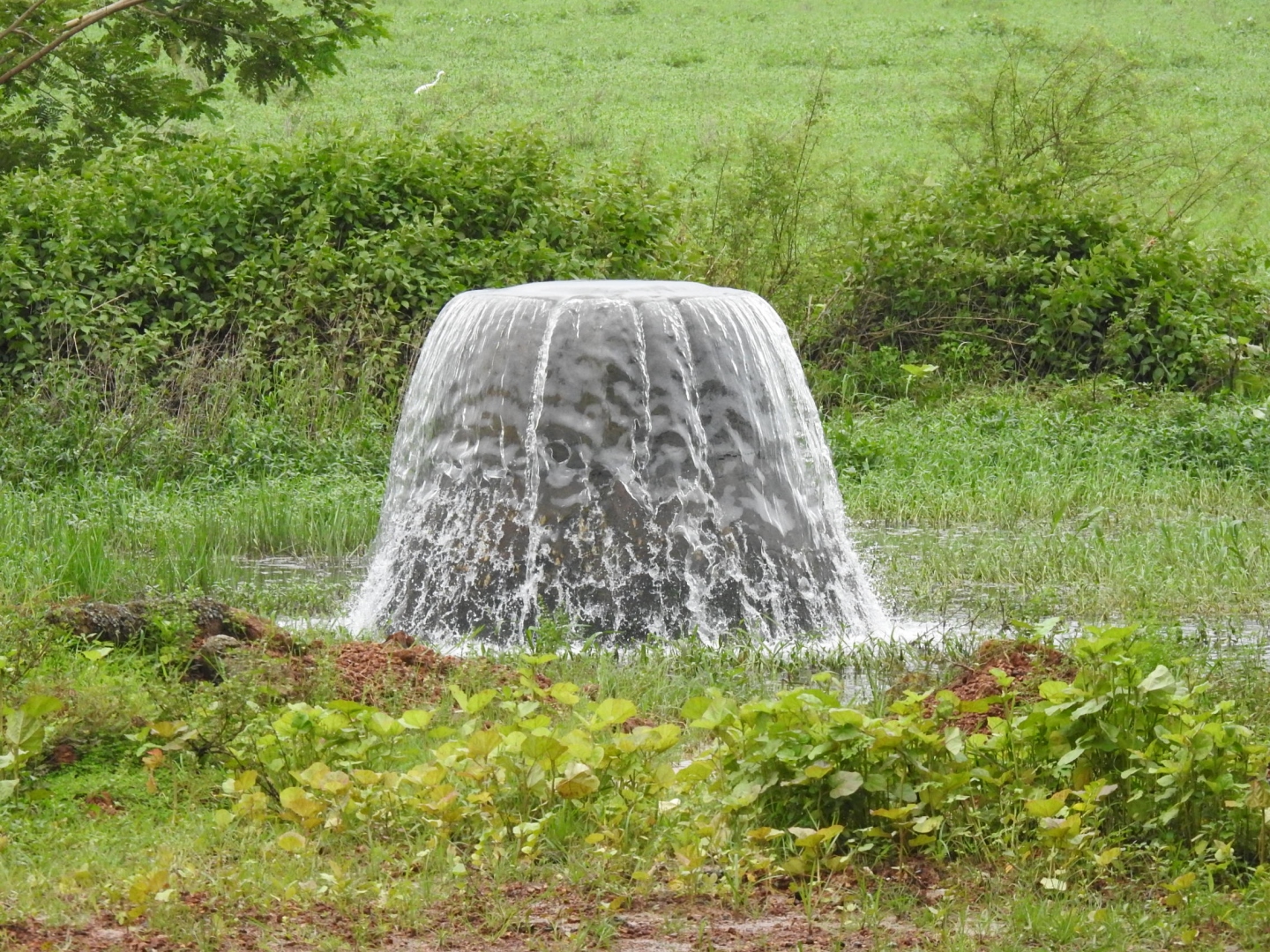 Not a fountain, but overflowing sewage manhole at Navelim