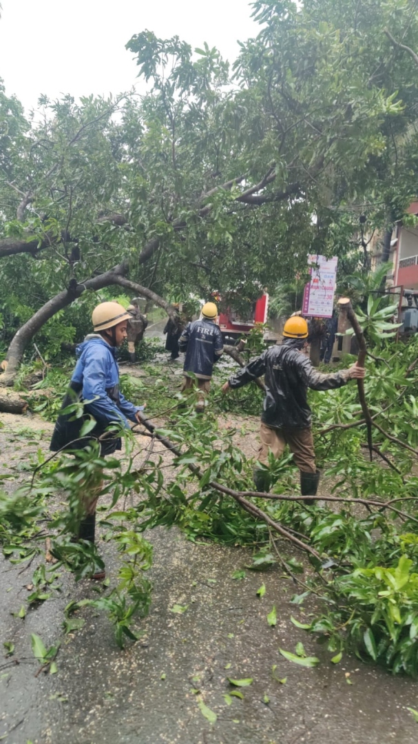 Tree falls across main Mapusa   road, blocks traffic for 3 hours