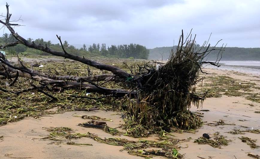 Washed away from river Sal, water hyacinth invades Mobor beach belt