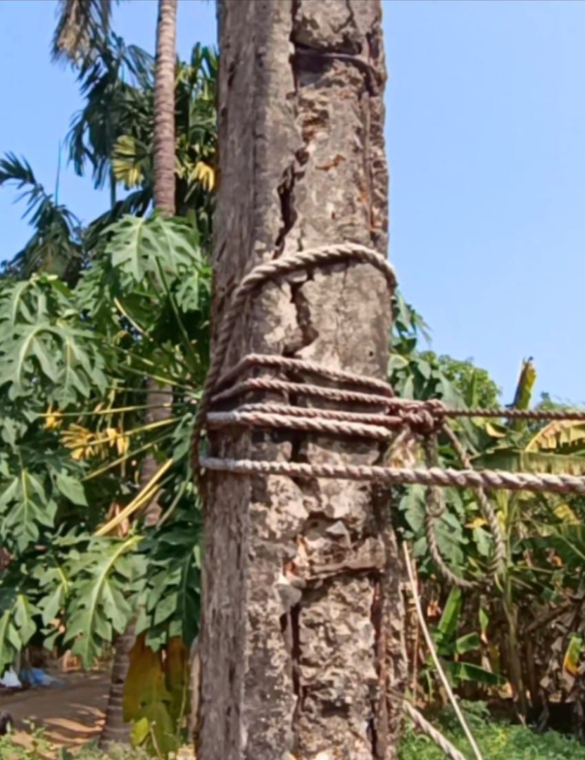 Electricity pole in unsafe condition at Netravali