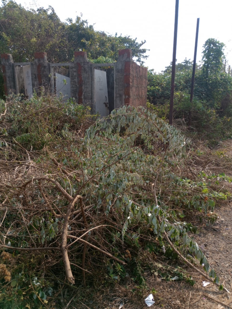 Calangute Forum raises   alarm over beach   vegetation destruction