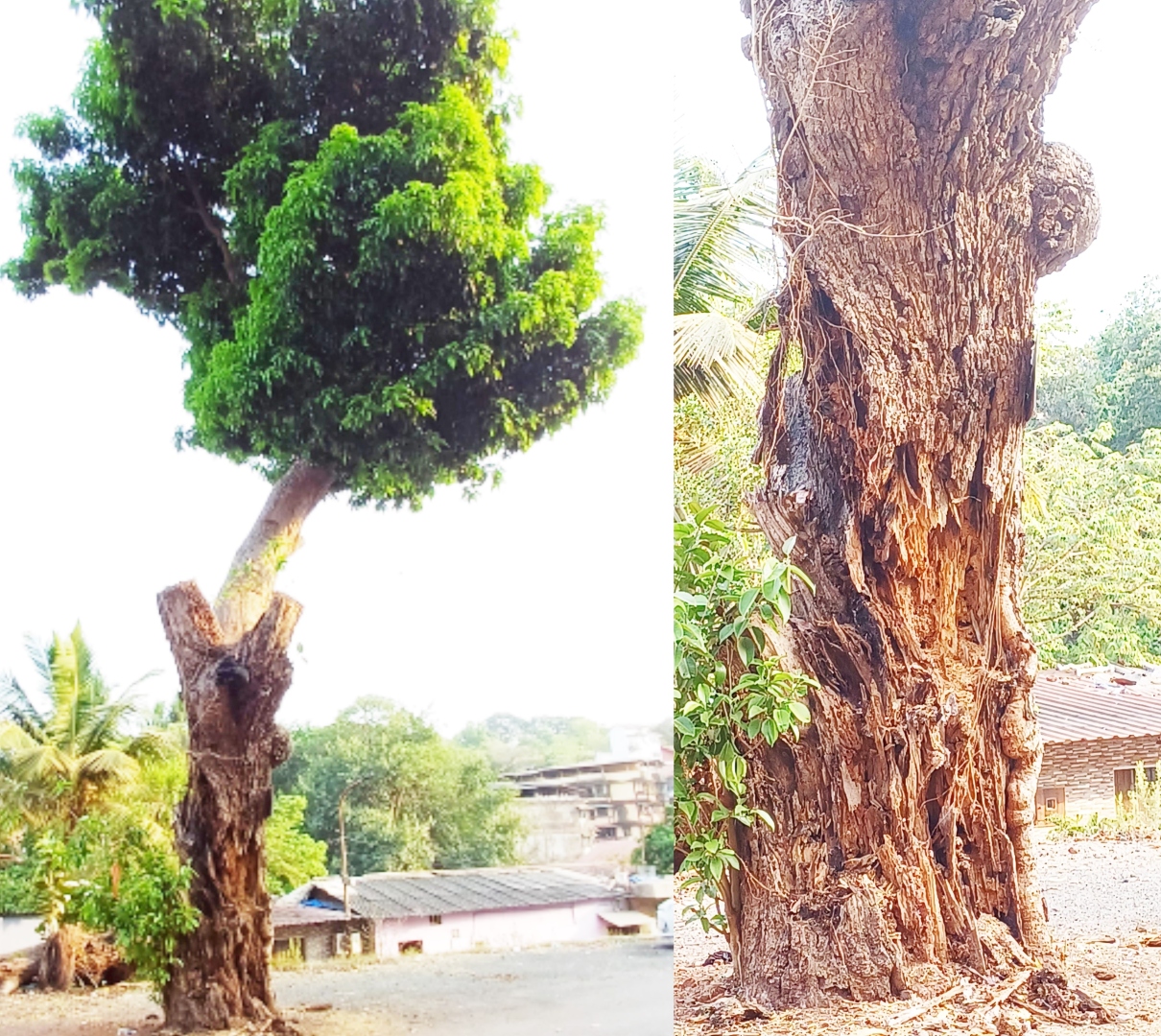 'Dangerously weak' mango tree still   stands tall on Pajifond road