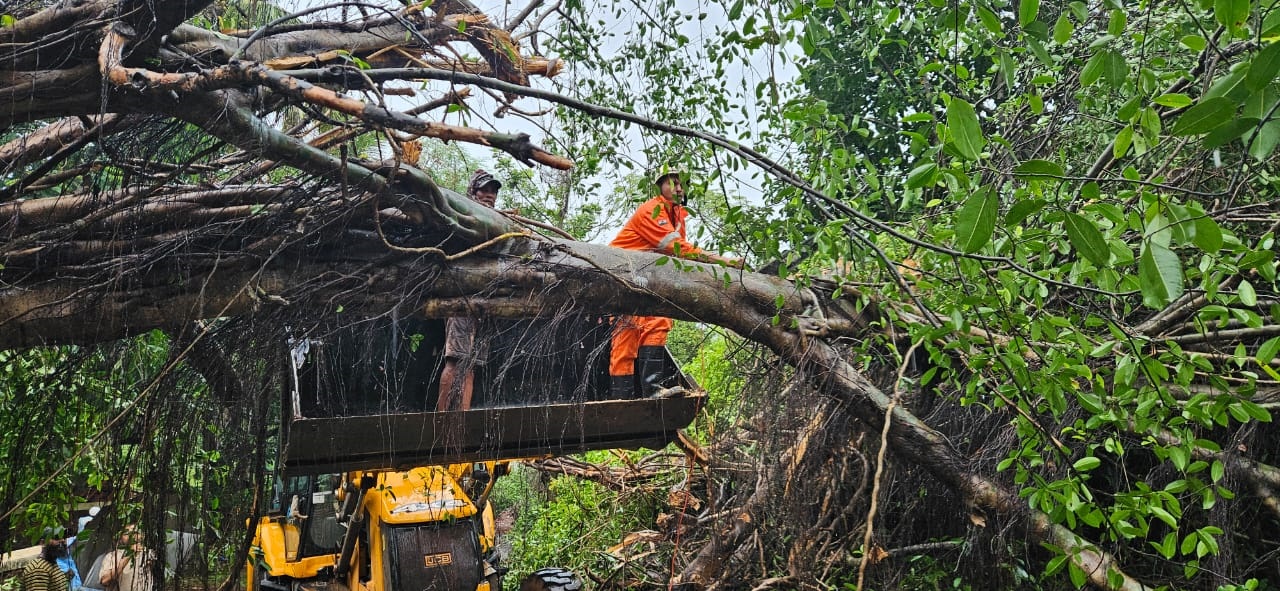Huge tree collapses at Sonsodo, exposes shortcomings in disaster management