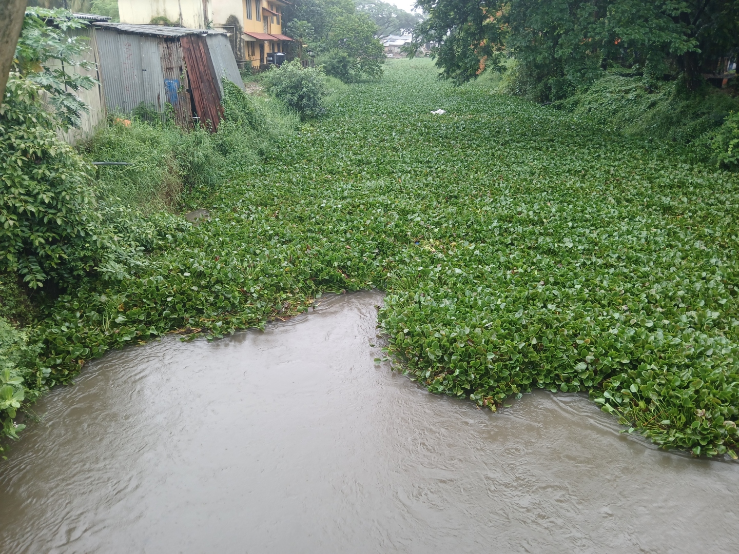 Nature takes charge of clearing River Sal of water hyacinth