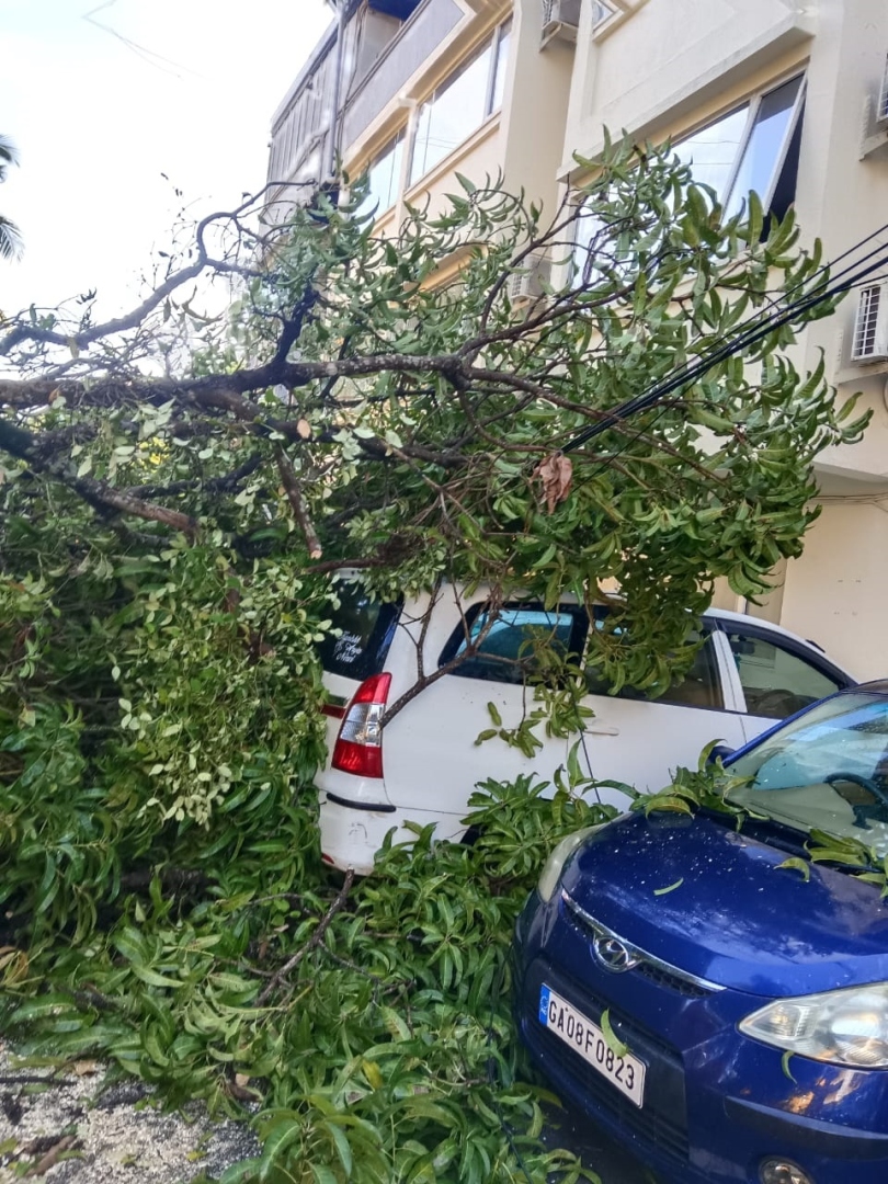 Tree collapses in Margao