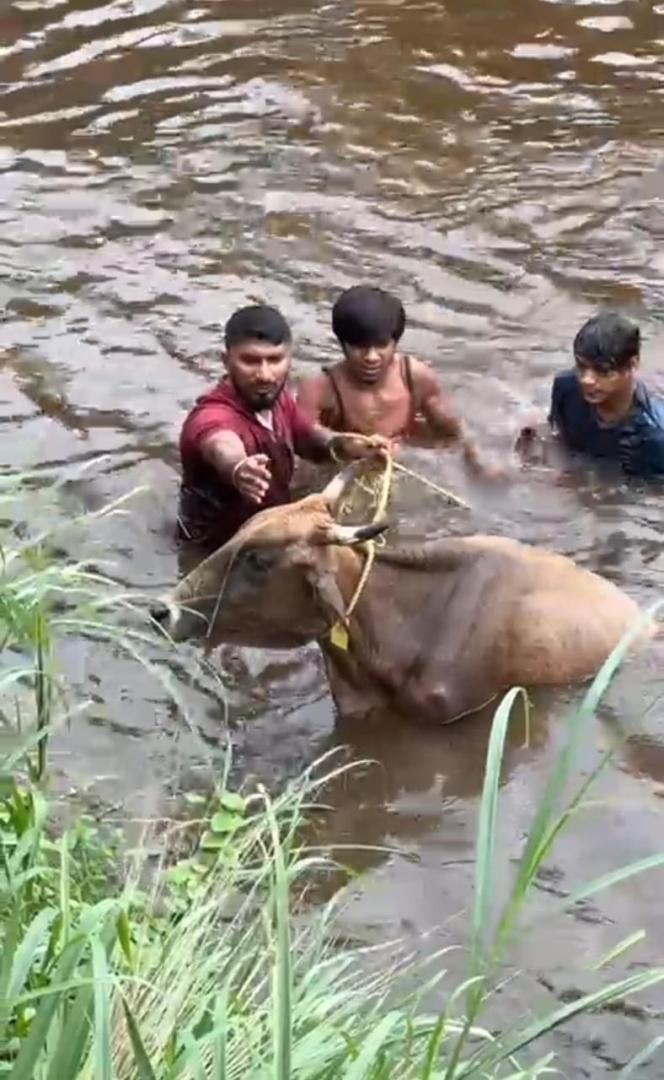 3 youth save cow from drowning