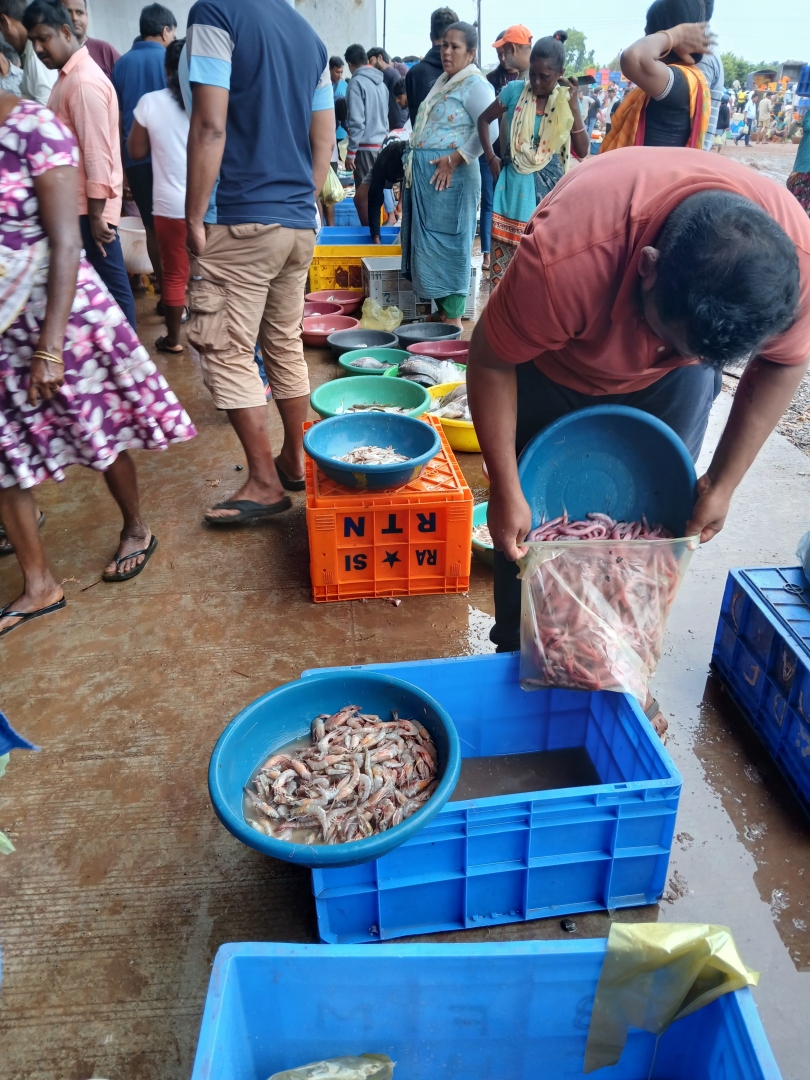 Sea change: Fish scarcity leaves Goans high and dry