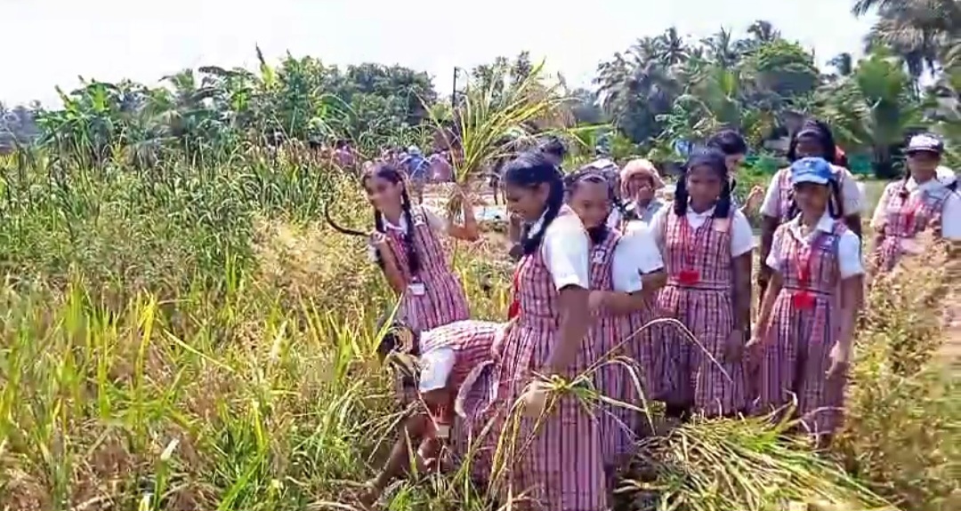 Navelim students harvest paddy