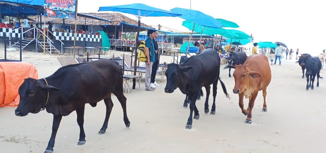 Get rid of stray animal menace on Colva Beach, not just target touts: Stakeholders to officials