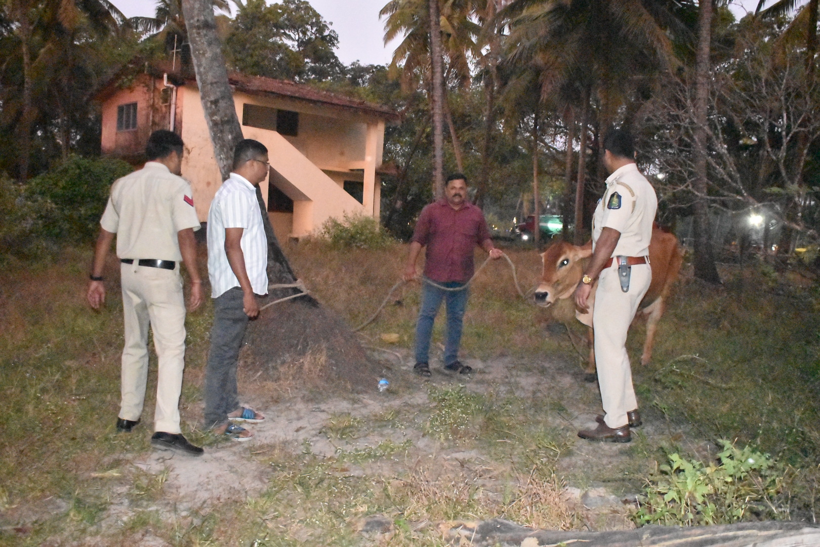 Beef crisis deepens as police seize abandoned animal in Navelim