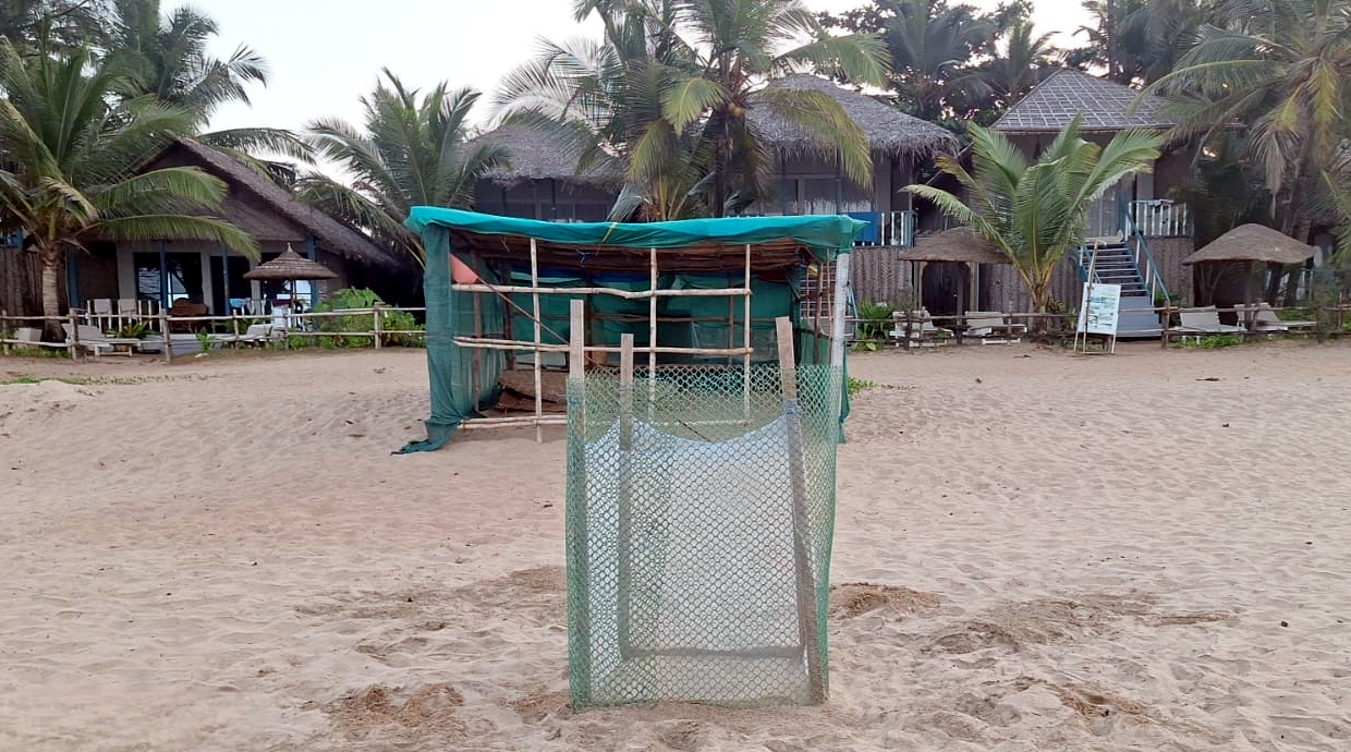 New turtle nesting season begins with first batch of 65 Olive Ridley eggs at Agonda beach