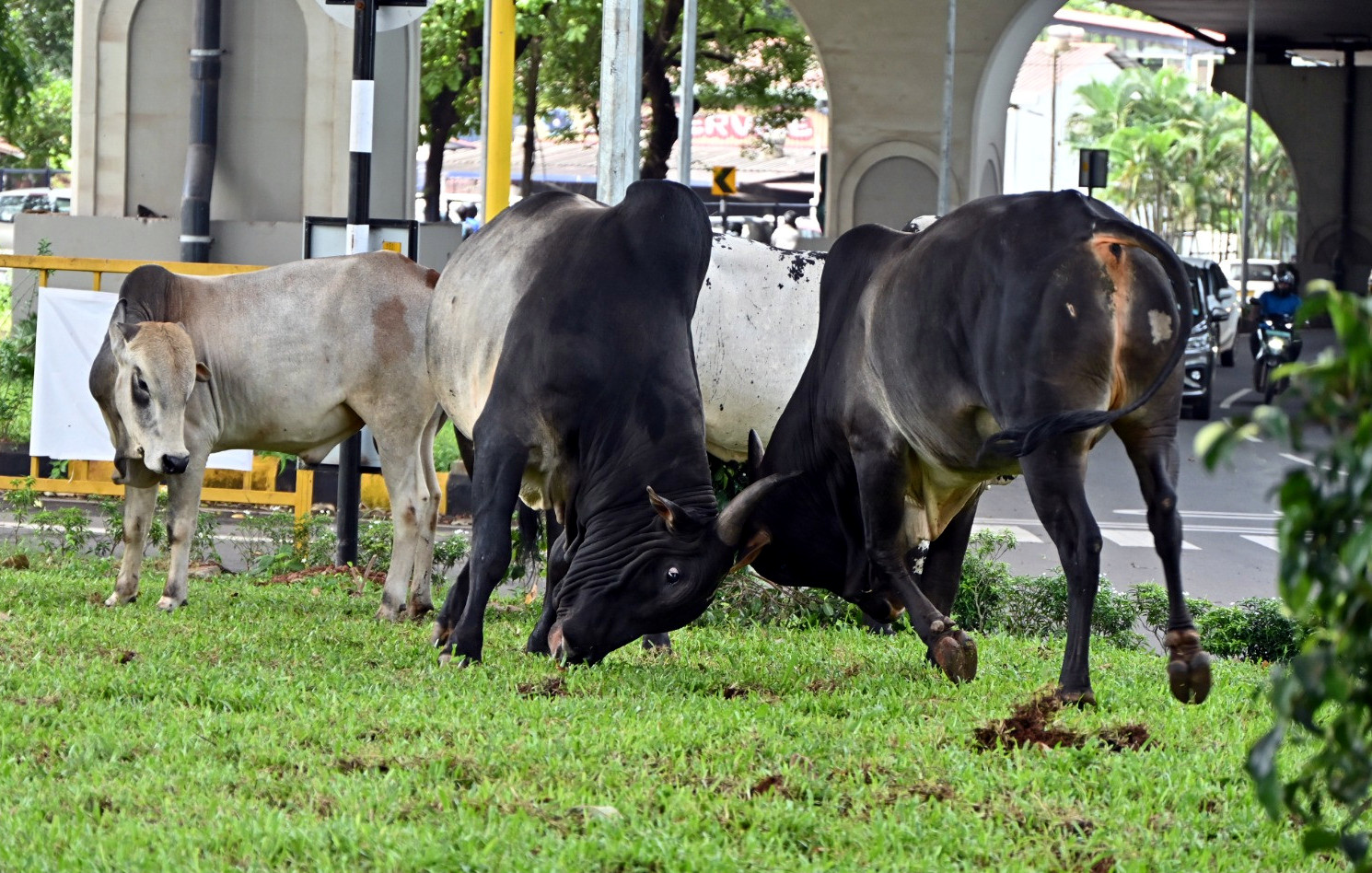 UK Goan raises awareness on dangers of bulls in Goa