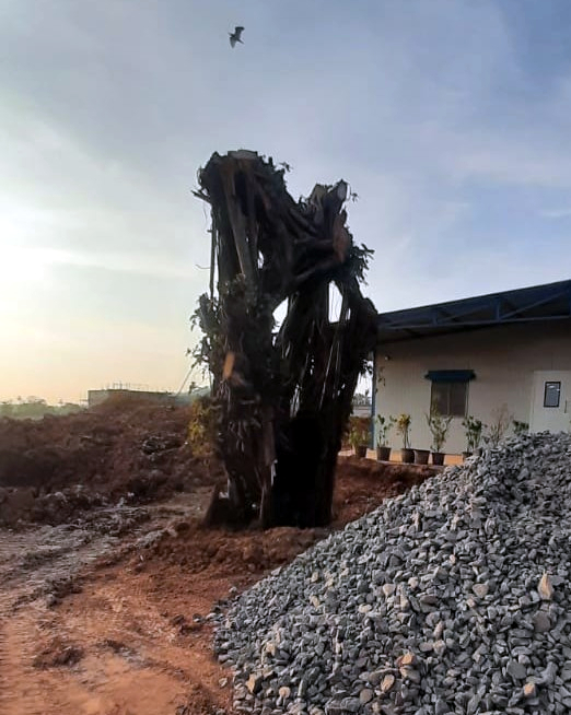 NGO alleges translocation of trees in Porvorim botched