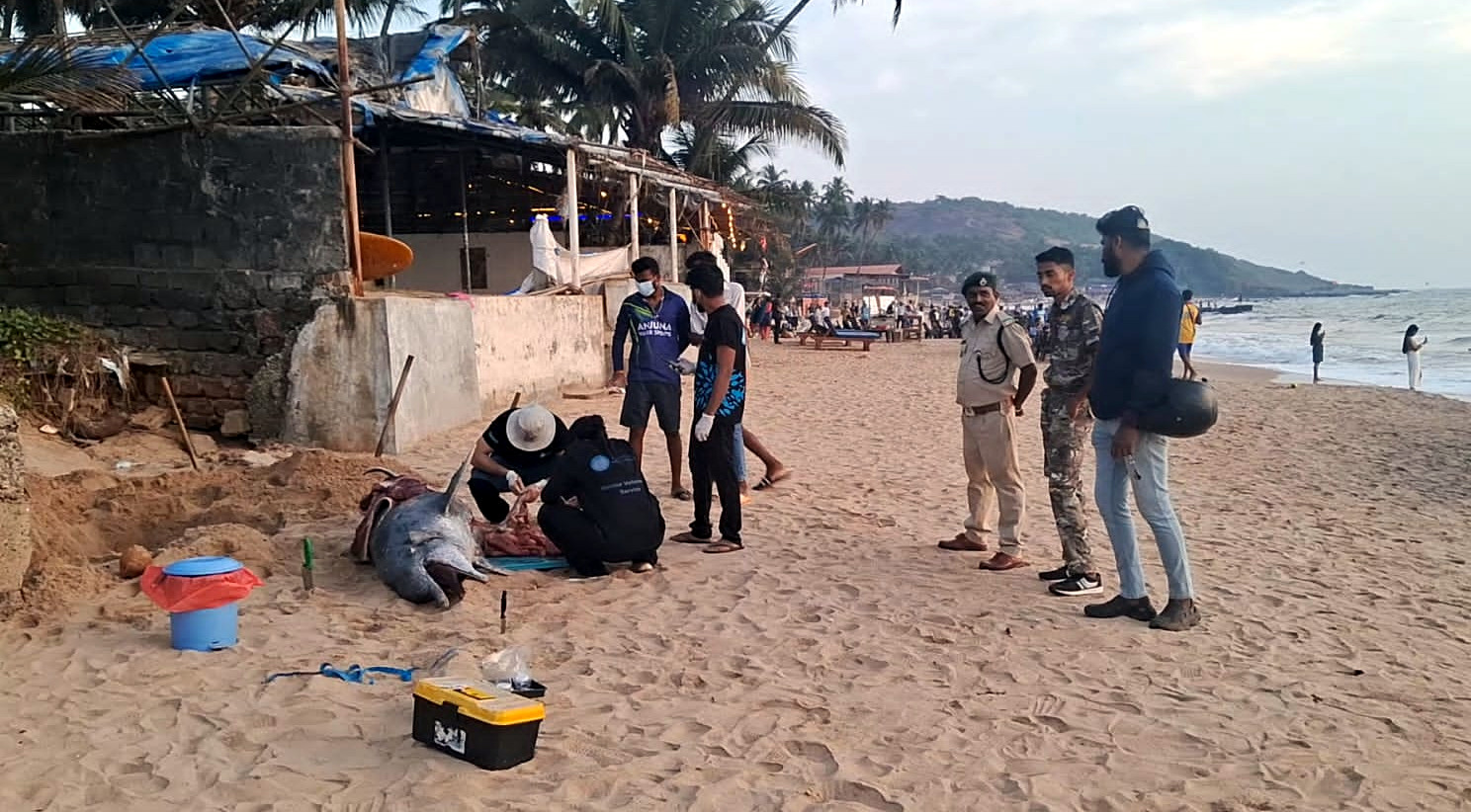 Dolphin found dead at Anjuna beach