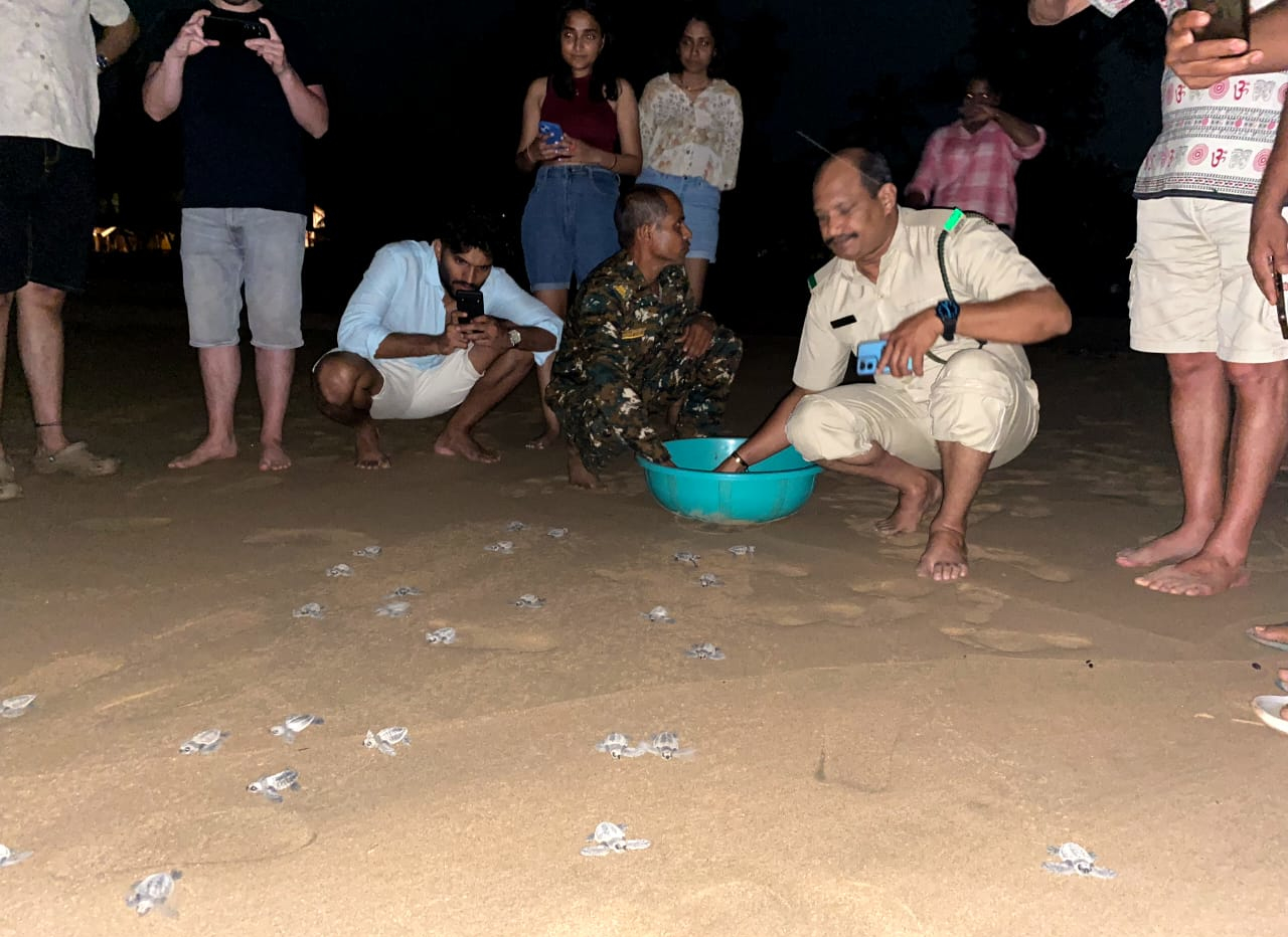 50 Olive Ridley hatchlings released at Agonda beach