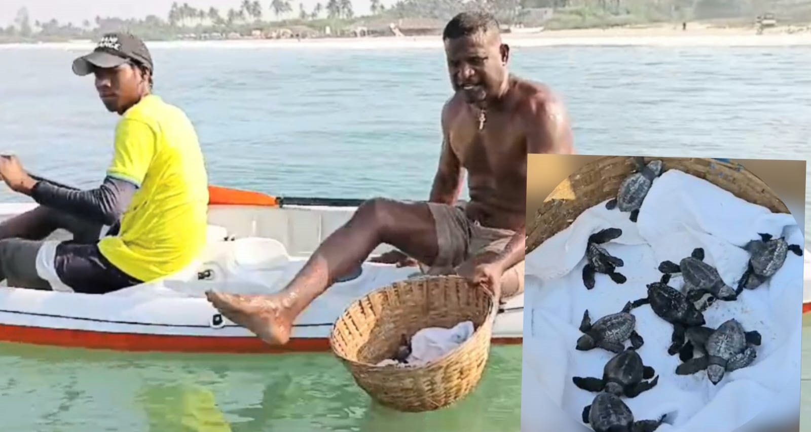 Fishermen rescue baby Olive Ridley turtles stuck in net on Benaulim beach