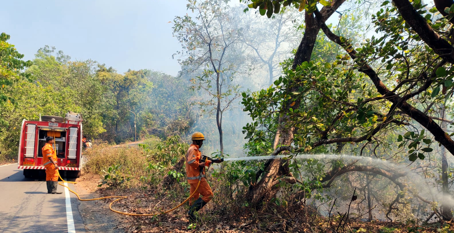 ﻿Cashew plantation gutted   in fire at Agonda