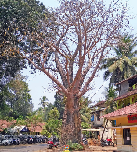 Rare, centuries-old Baobab tree at   Quepem gets fresh lease of life