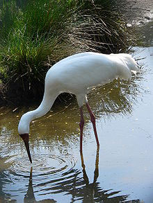 Siberian cranes may skip India forever