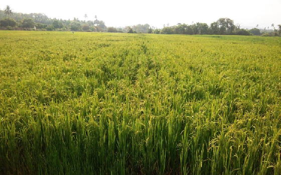 The Goan EveryDay: Use of salinity-resistant paddy seeds bears fruit in ...