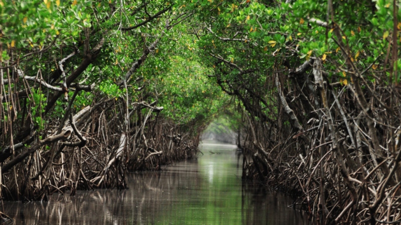 Sea-level rise is dangerous for mangrove forests