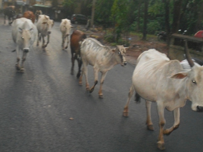 Goan Varta: महाराष्ट्र : निवडणुकीपूर्वी शिंदे सरकारचा मास्टरस्ट्रोक; गाय ' राज्यमाता' घोषित, 'हे' आहे कारण