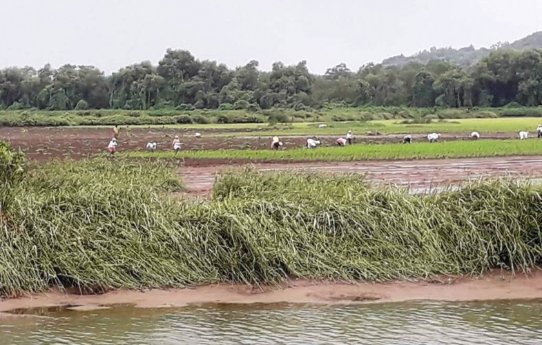 Paddy cultivation: Transplant it like Curtorkars