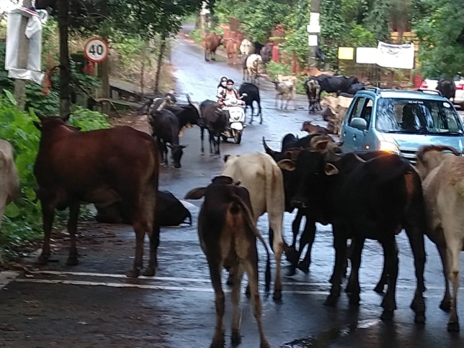 The Goan EveryDay: Stray Cattle Menace Haunts Motorists In Bardez