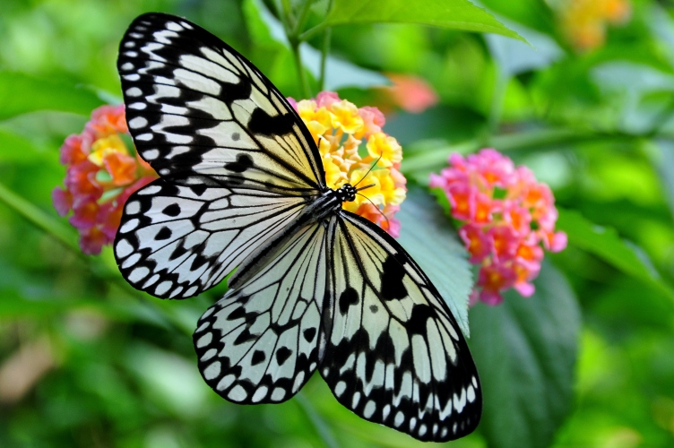 ﻿Malabar Tree Nymph is Goa’s State butterfly