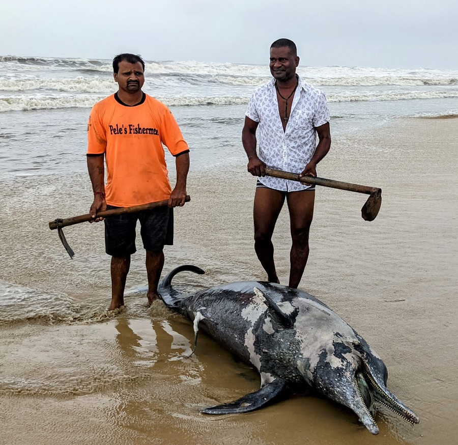 Dead humpback dolphin found on Vainguinim beach in Panaji