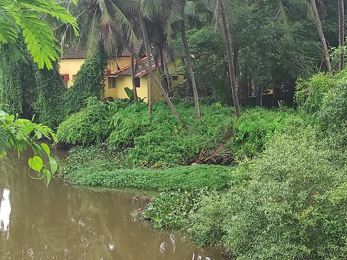 Water hyacinth crawls back to life in Mapusa river