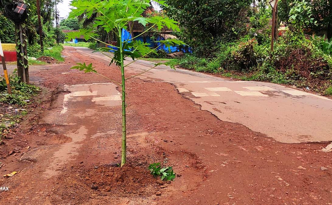 Pedda local plants papaya sapling on unrepaired road to draw authorities' attention