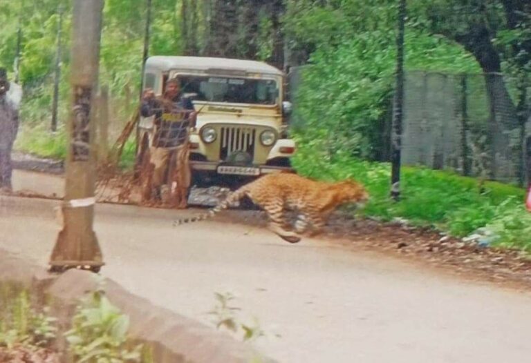 A month on, leopard remains elusive as Rs 1 cr spent to trap animal in Belagavi