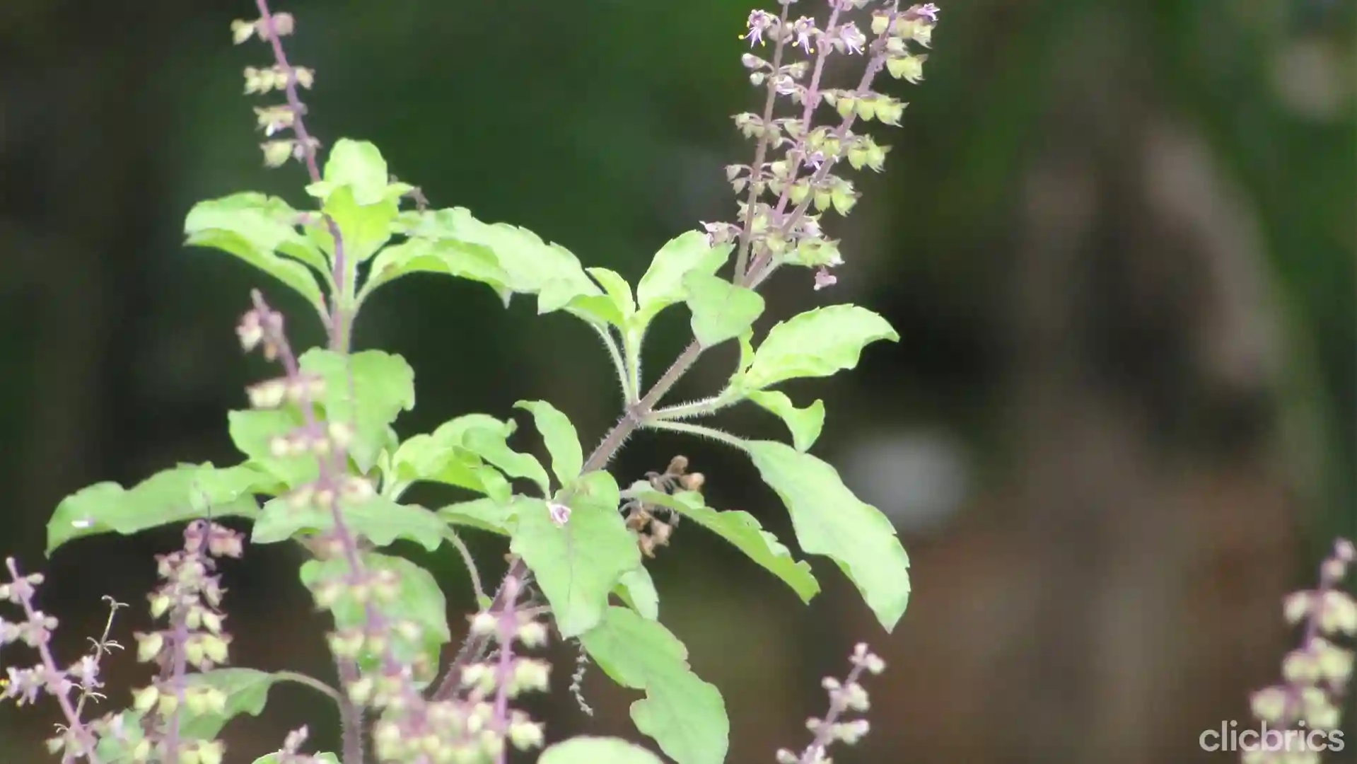 ﻿Medicinal plants going extinct:   WAC calls for conservation