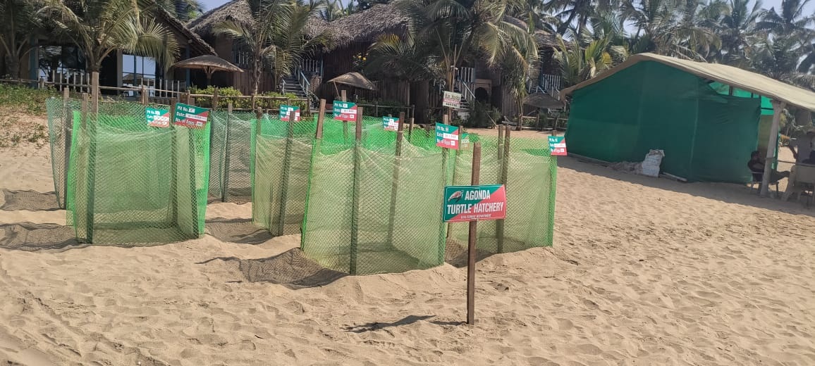 Two Olive Ridley turtles arrive at Agonda beach