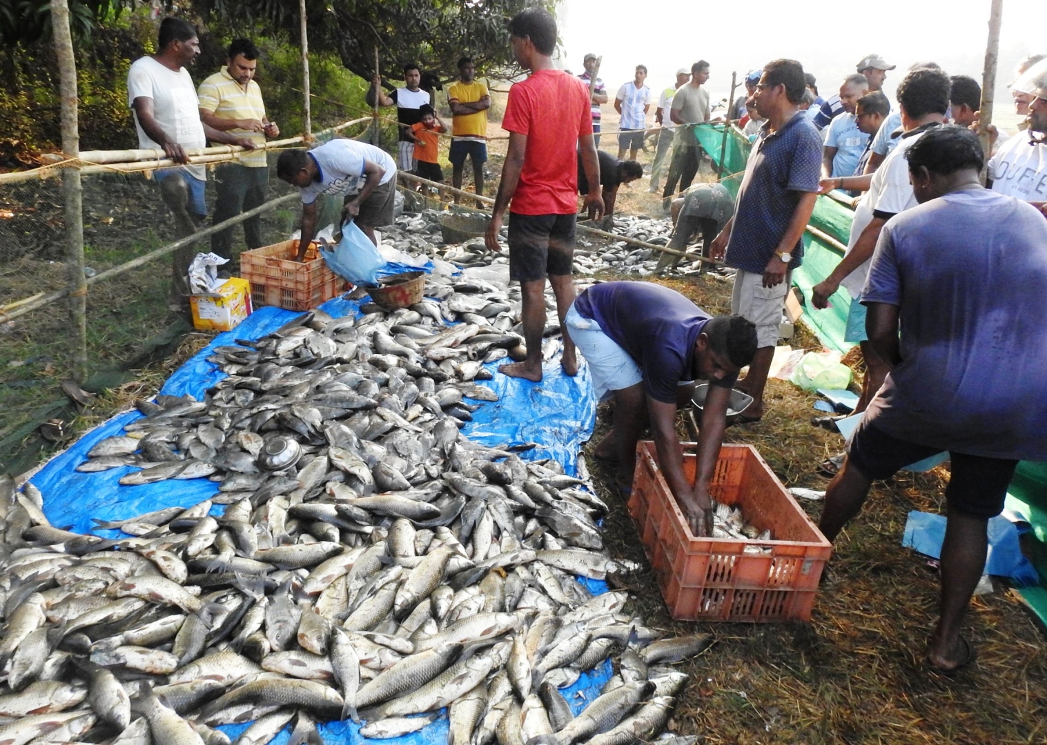 Farmers net bountiful fresh water fish at Curtorim