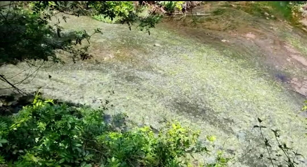 Rampant sewage discharge haunts Dramapur stretch of Sal rivulet