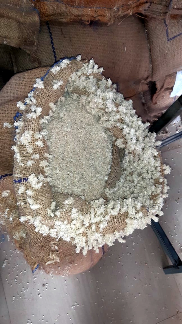 Maggots, mites, fungus found in rice stocks   at some fair price shops in Mormugao